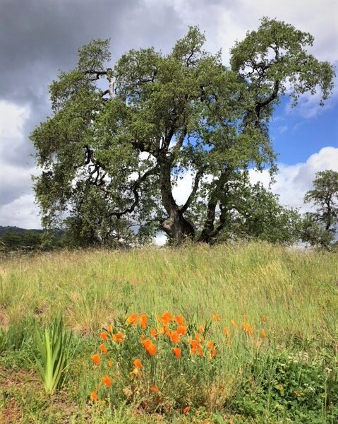 Wild Gardens valley oak