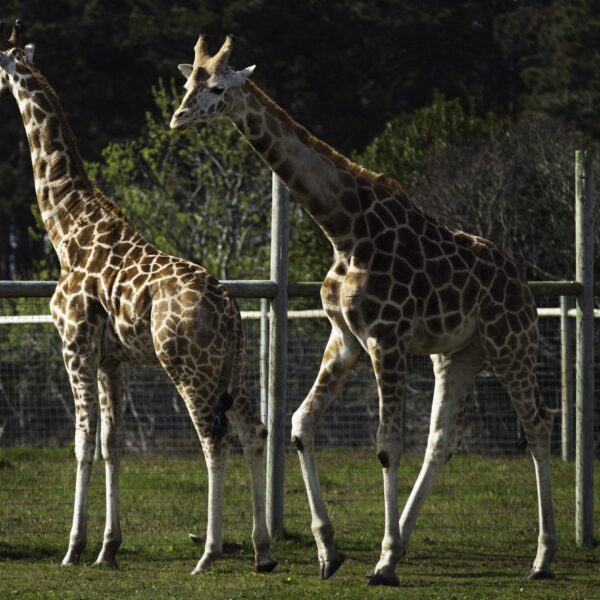 Giraffe01.jpg