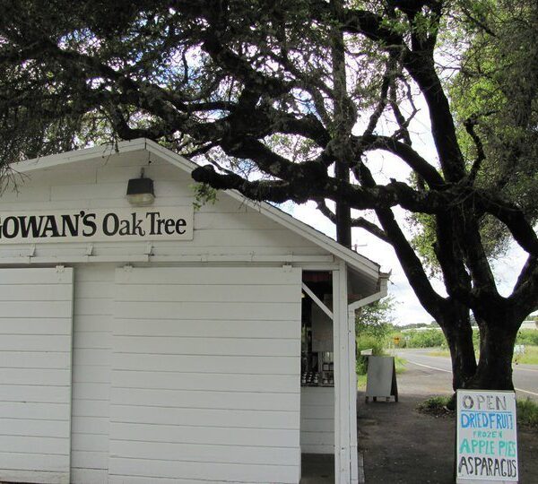 Gowans-Oak-Tree.jpg