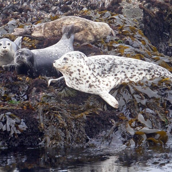 harbor seals on the rocks