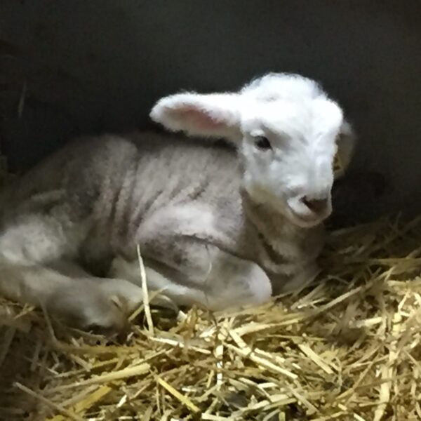 baby lamb in hay