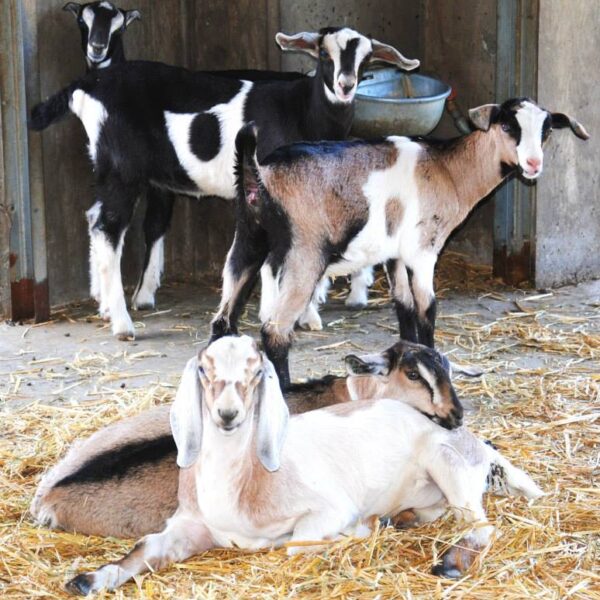 Pennyroyal Goats