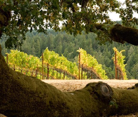 tree-in-vineyard.jpg