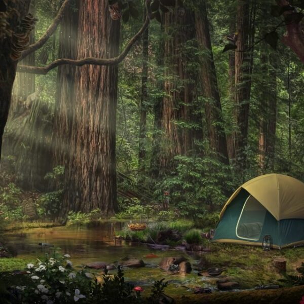 camping-in-the-redwoods-1024x640