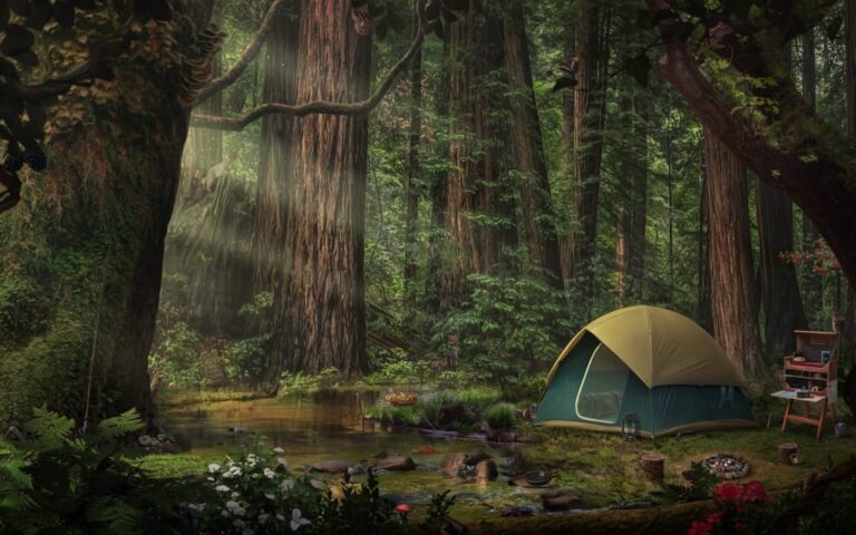 camping-in-the-redwoods-1024x640