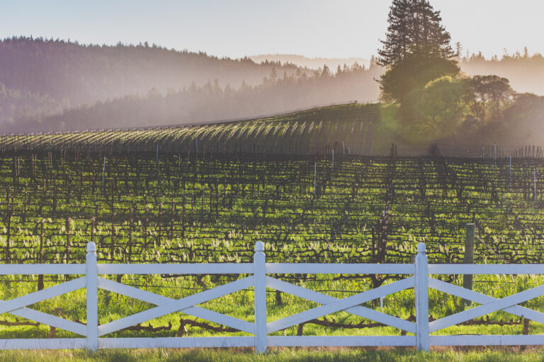 Anderson Valley vineyards