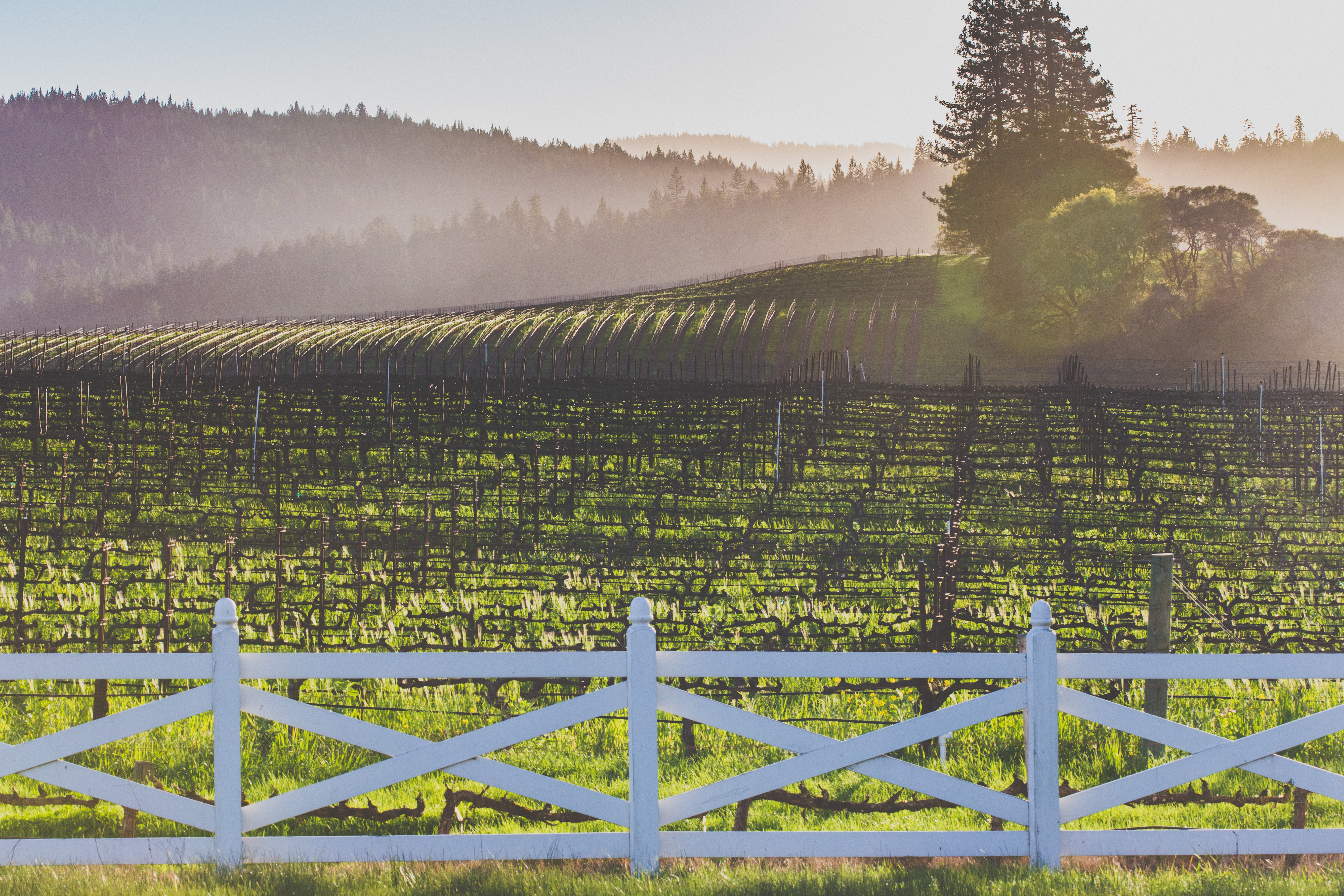 Anderson Valley vineyards