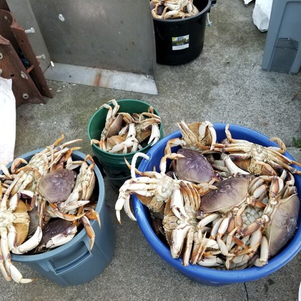 Hooked on Mendo Crabbing