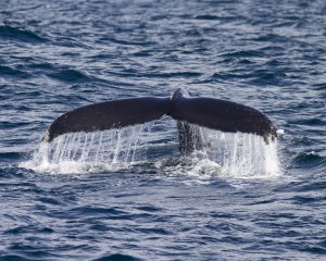 Humpback-Whale