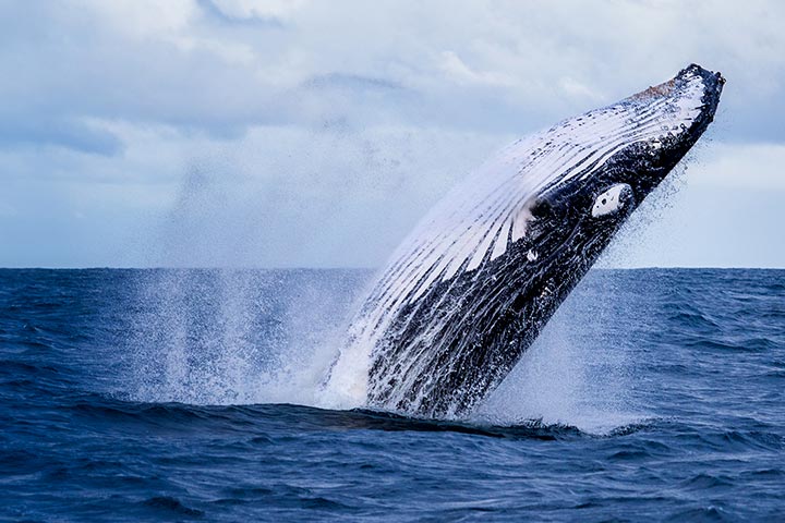 breaching whale