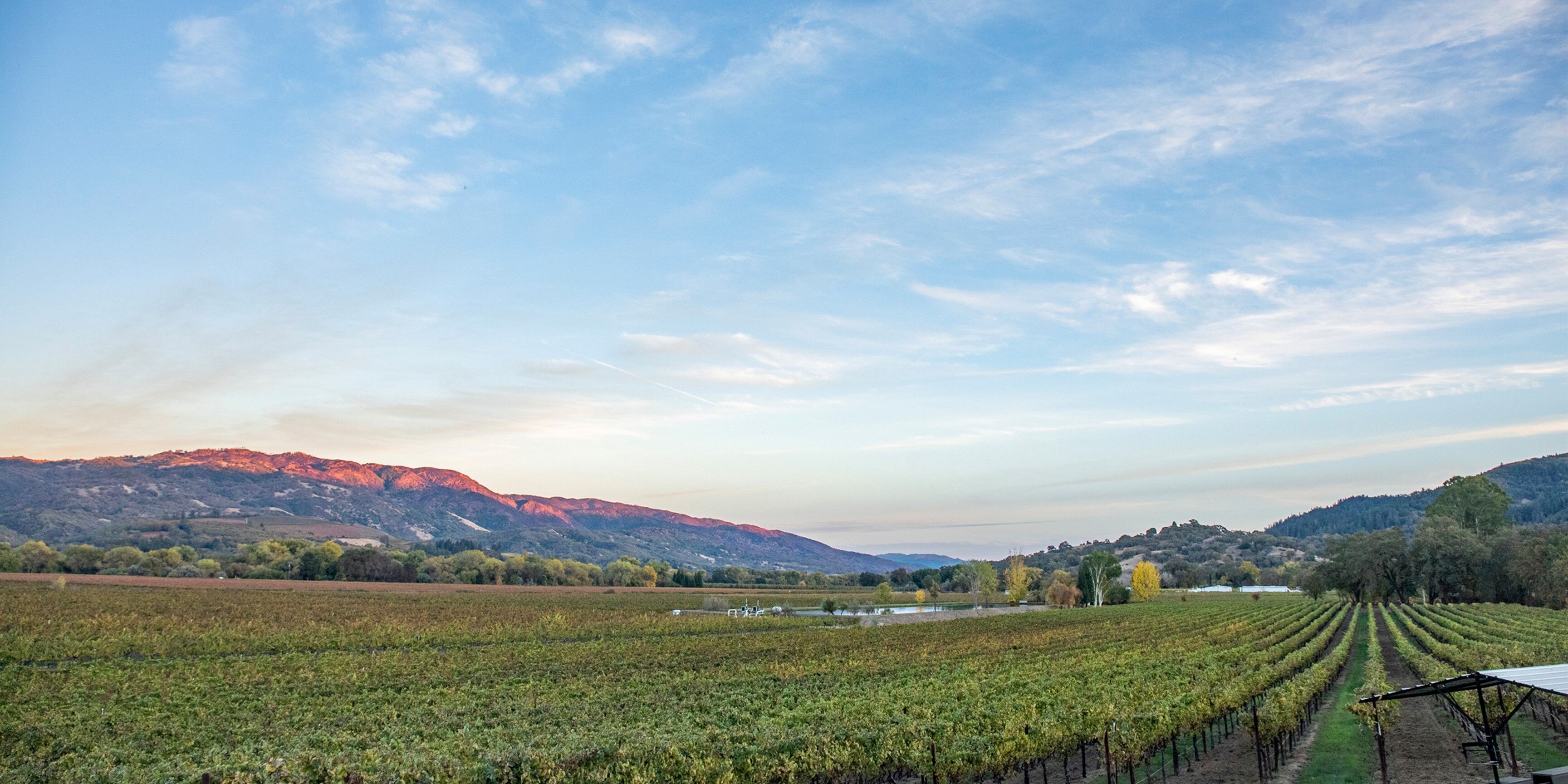 vineyard and sunset sky
