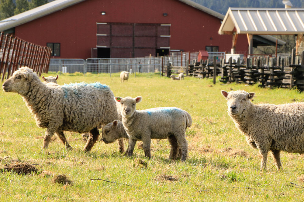 sheep in pasture