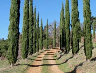 cypress trees and driveway