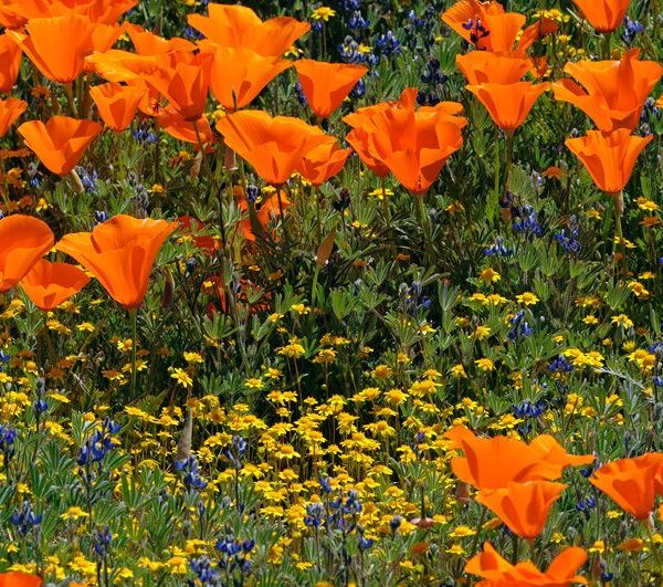 poppies and wildflowers in meadow