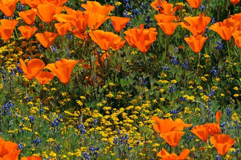 poppies and wildflowers in meadow