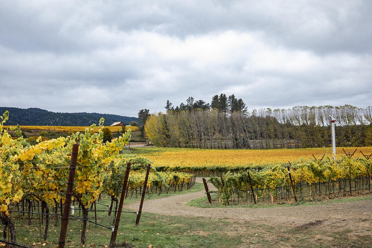 Autumn View of Vineyards with Barn in Distance