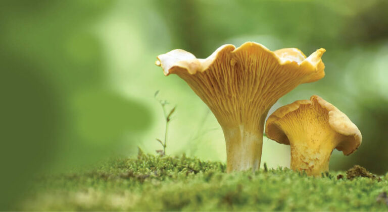 Mushroom walk