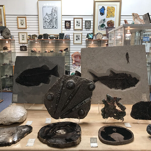 Fossils and Mineral specimens