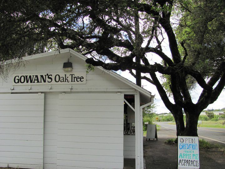 Gowans-Oak-Tree