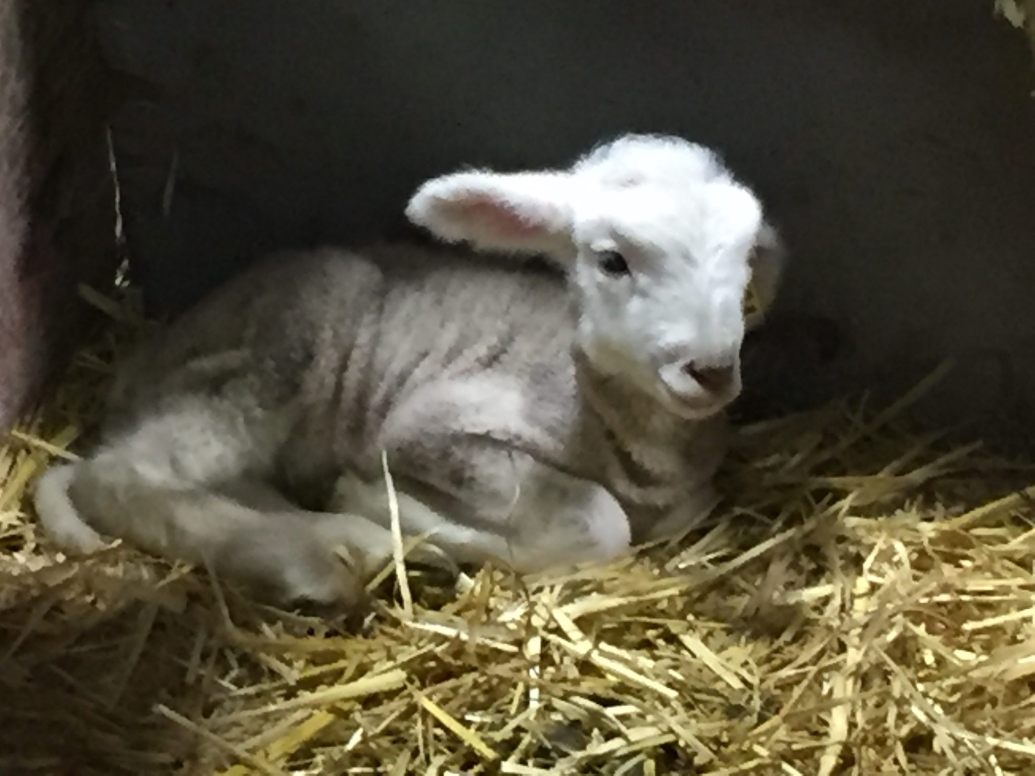 baby lamb in hay
