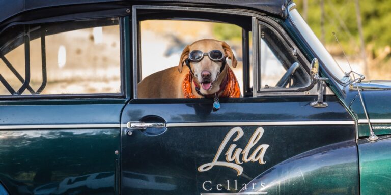 Lula-Cellars_Honey-the-Winery-Dog-in-Lula-Car-2
