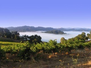 le-vin-fog-and-vineyard