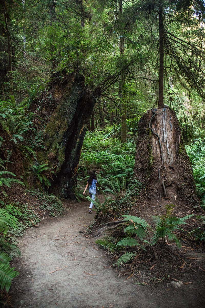 A woman walking between two redwood stumps