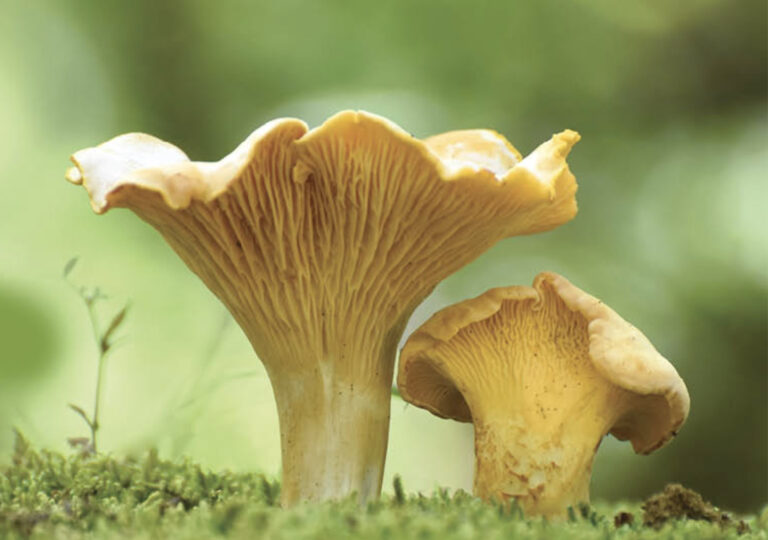 mushroom_homepage