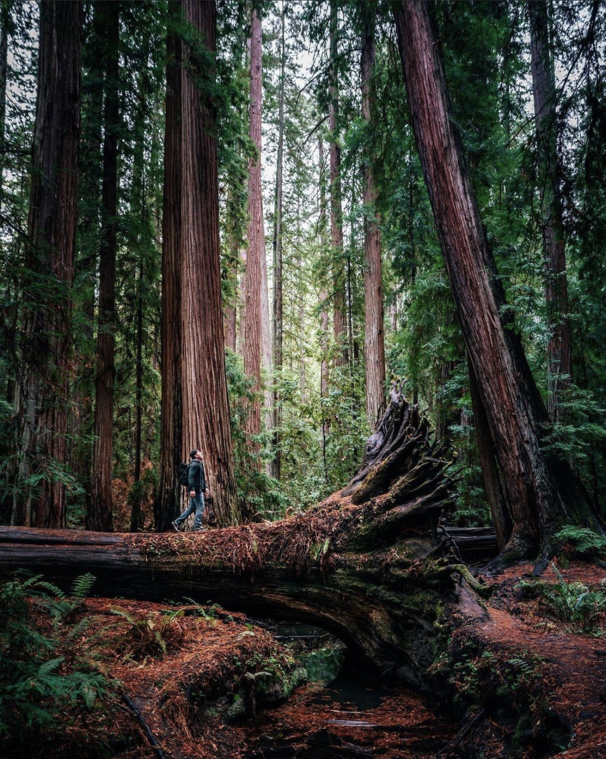 4 magical spots- montgomery woods- @tmack808