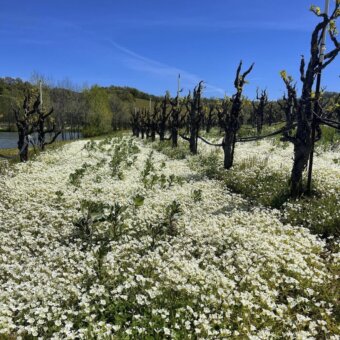Wine views in Hopland