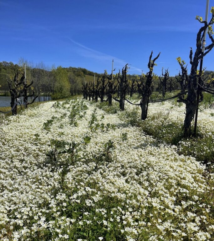 Wine views in Hopland