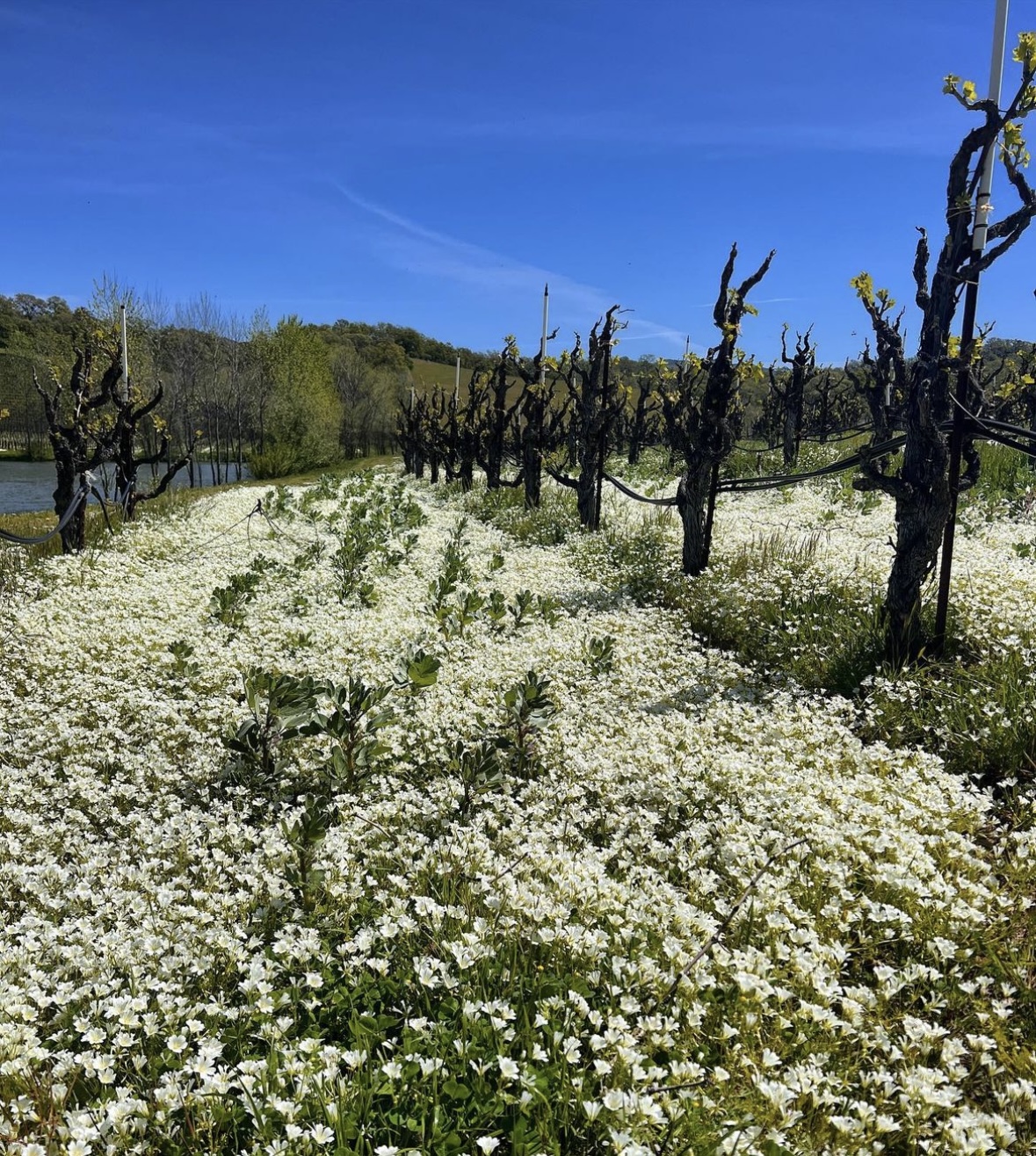 Wine views in Hopland