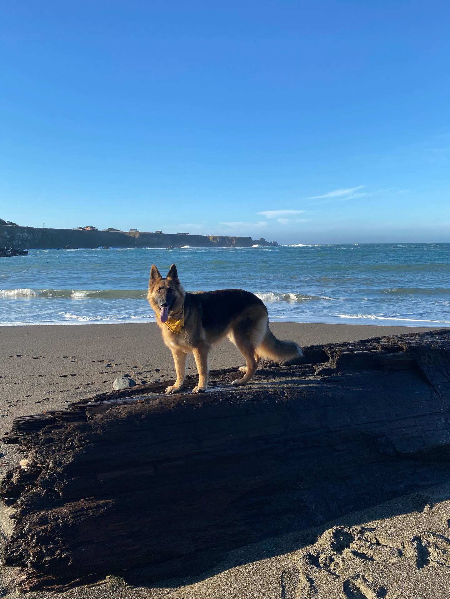 Awesome Dog Friendly Beaches- Noyo Beach 2- @gita_and_geradi