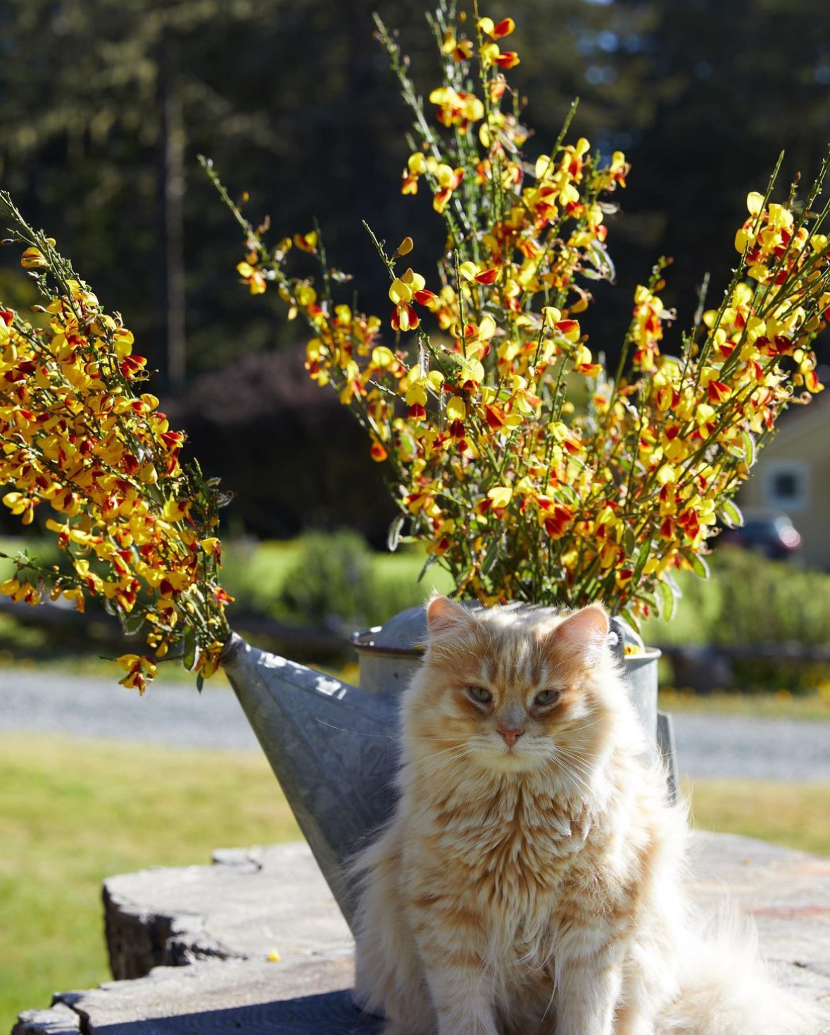 Pet Friendly Hotels & Inns Visit Mendocino County