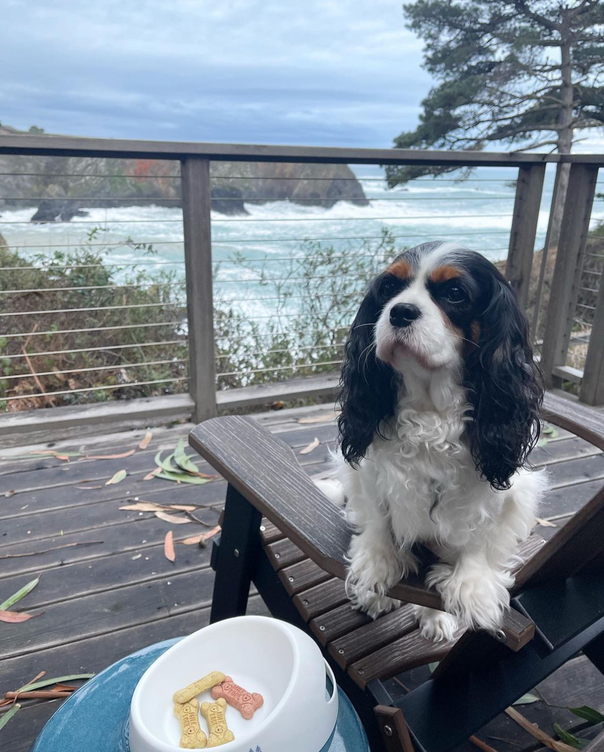 Pet Friendly Hotels & Inns Visit Mendocino County