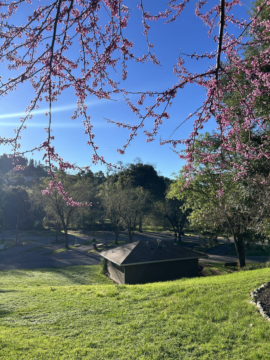 ridgewood-ranch-rv-park-&-campground-photo flowers