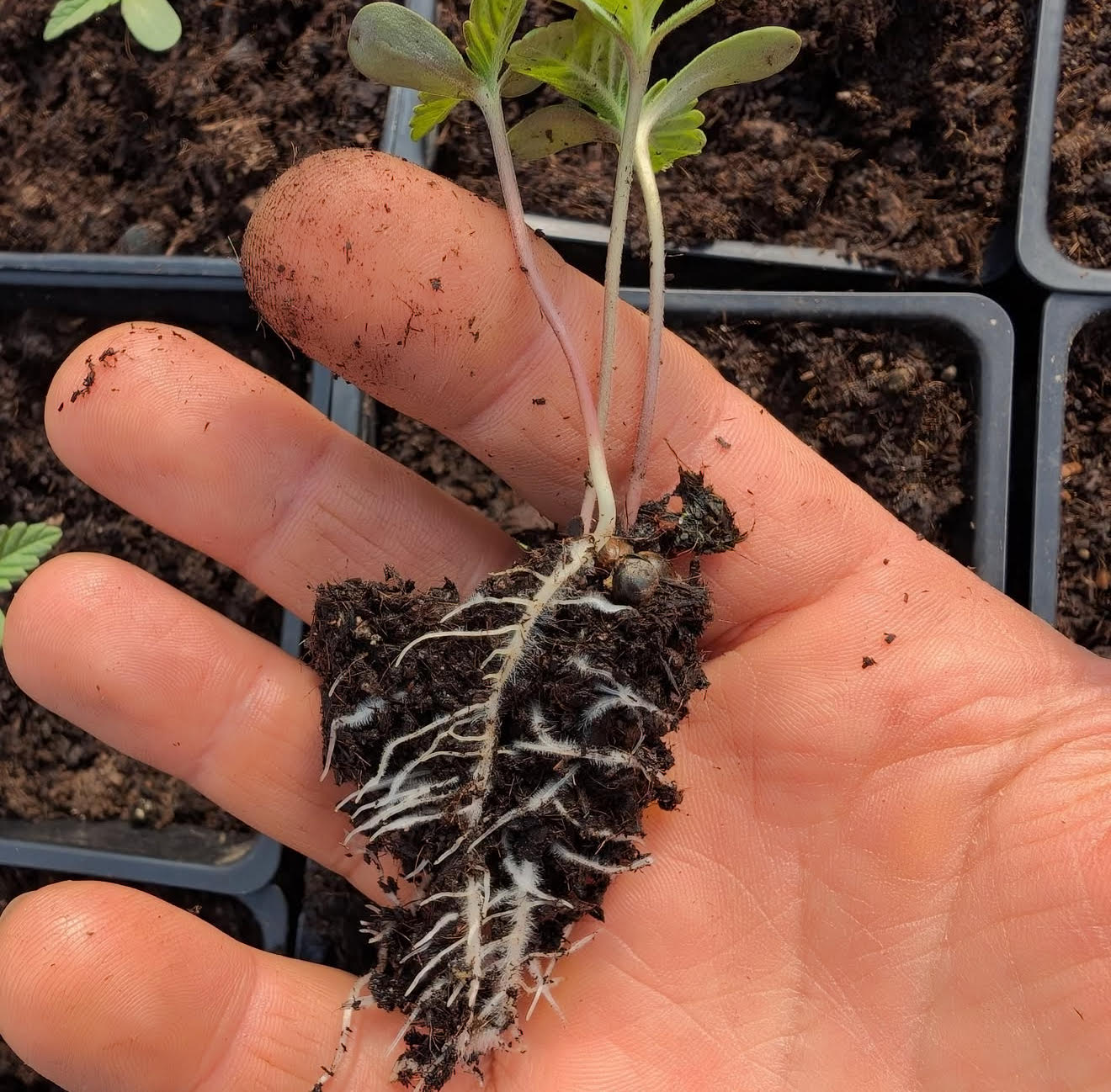 cannabis seedling