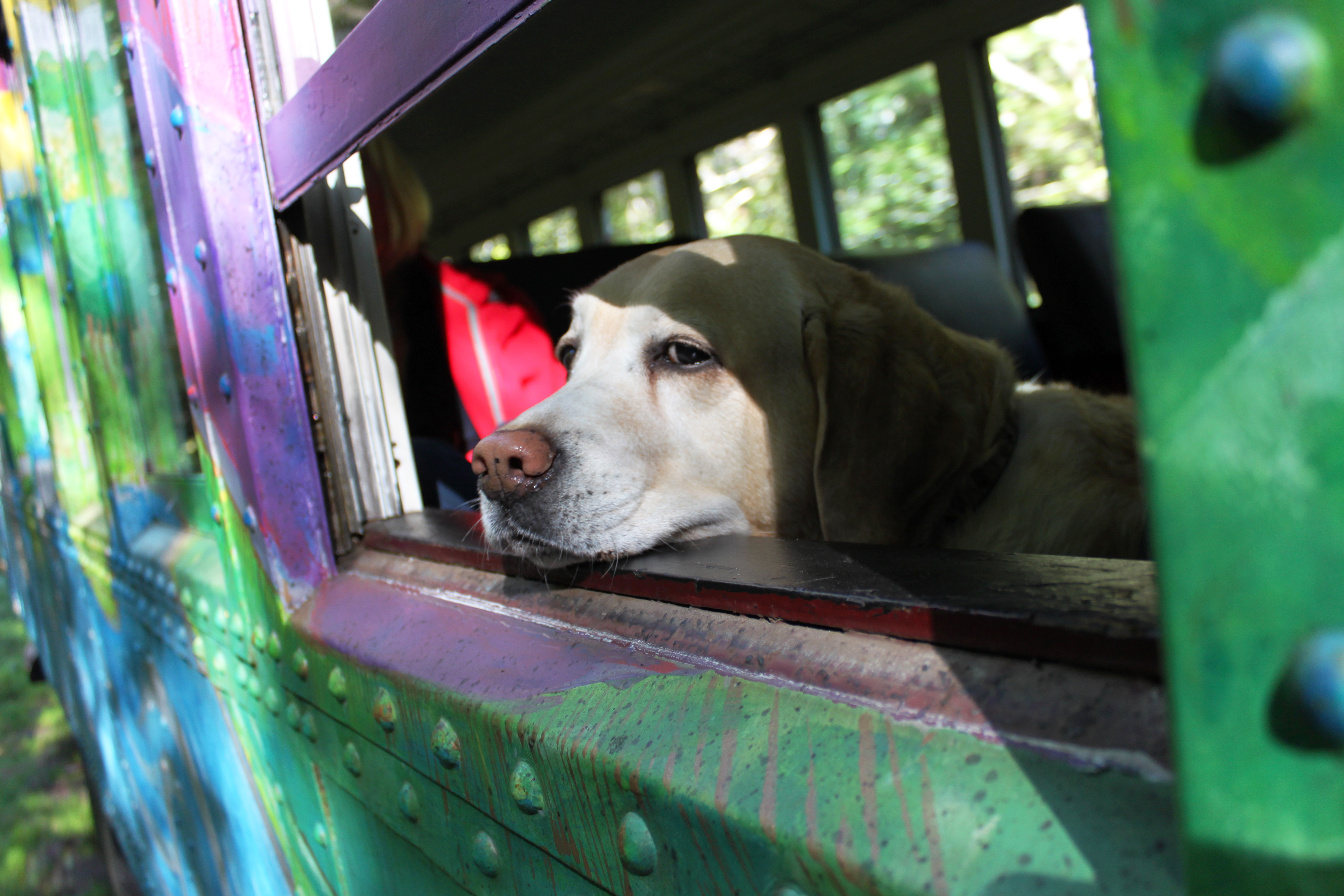 Can a Dog Go on a Train: Essential Tips for Stress-Free Travel